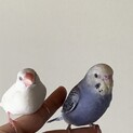 セキセインコ2羽　文鳥1羽