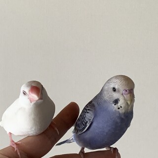セキセインコ2羽　文鳥1羽
