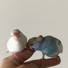 セキセインコ2羽　文鳥1羽 サムネイル2