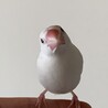 セキセインコ2羽　文鳥1羽 サムネイル3