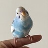 セキセインコ2羽　文鳥1羽 サムネイル5