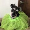 きゃさお