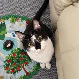 抱っこ大好き『ピノくん』