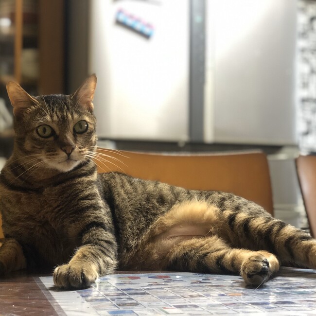 にゃんこまだらのカバー写真