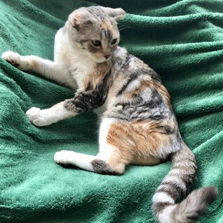 【11/8家族決定】「猫はイヤ〜」★大阪府ポムさん