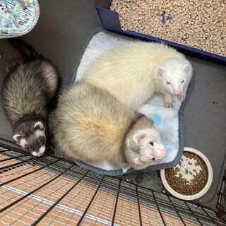 3匹のフェレット♂