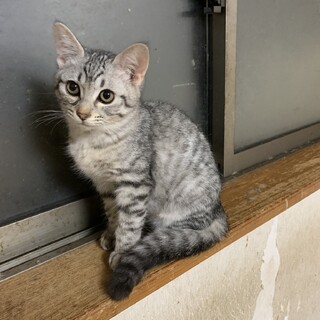 フジ毛色ガラの仔猫の里親募集