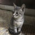 サバトラにゃんこ　男の子
