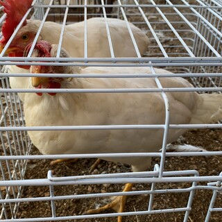 毎日卵産みます‼︎白色レグホン‼︎