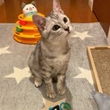 【一時募集停止】甘ったれボーイ『さばくん』去勢済