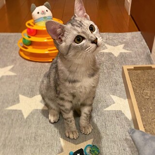 【一時募集停止】甘ったれボーイ『さばくん』去勢済