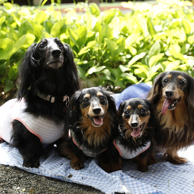 わんにゃんらいふ。のカバー写真