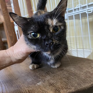 呼ばれたらお返事するマンチカンの可愛い女の子です。