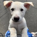 活発で甘えん坊の子犬です♀