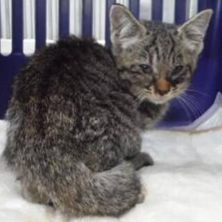 処分間近 助けて ひとりぼっちのキジちゃん