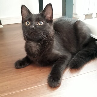 半長毛の黒猫コム君