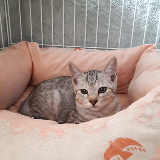 魅力なサバトラ　イリ君