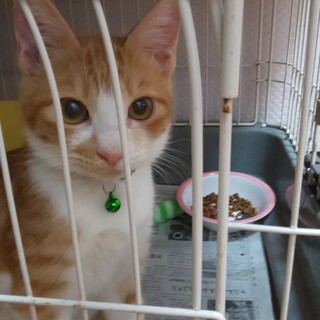 茶白「ナッツ」男の子