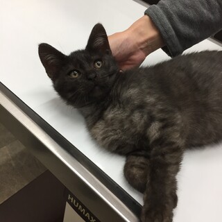 生後3カ月齢の甘えん坊黒シマ男の子