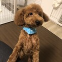 トイ・プードル1歳未満の里親募集します