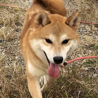 各務原飼い主探し隊が投稿した里親募集 ペットのおうち 月間利用者150万人