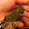 9月下旬生まれのキンカチョウ