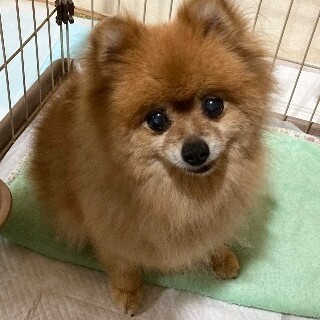 ポメラニアン♀ミラ 推定10歳」千葉県 - 犬の里親募集(338492) 1枚目