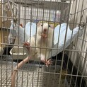 ファンシーラット　8ヶ月♂ 7ヶ月♀