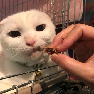 お茶目なちろ♀