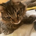 フワフワの毛並みの可愛い男の子。