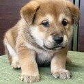 大きめ中型犬予想☆ぽん太くん