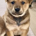 大きめ中型犬予想☆シンバくん