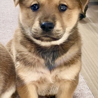 大きめ中型犬予想☆シンバくん