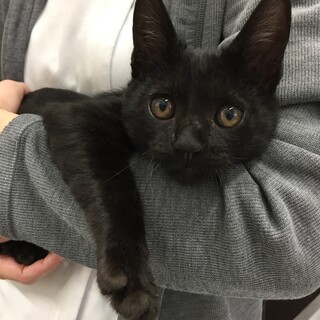 遊びが大好きな元気な黒猫男の子