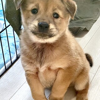 大きめ中型犬予想☆きぬ子ちゃん