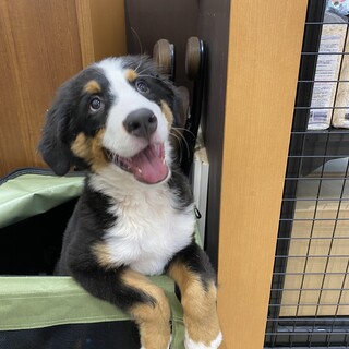 （バーニーズ）里親を急募します。