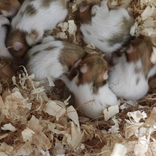 ゴールデンハムスターの里親を募集中です