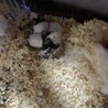 パンダマウス里親募集 サムネイル2