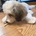 早めの引き取り可能な方、6ヶ月、オス