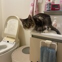 ノルウェージャンのジェンマちゃん