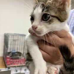 譲渡会での出会い