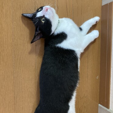 大きくなりました