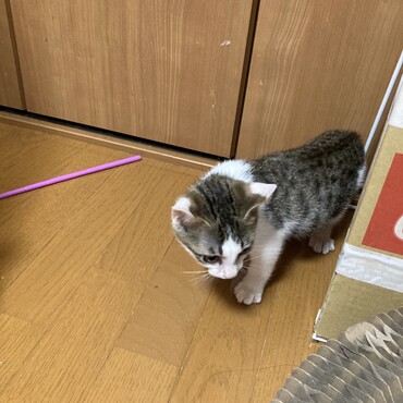 美しいです