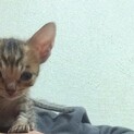 ★.. シンガプーラ風男の子 .. ★