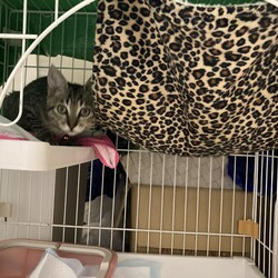 るる子里親になる