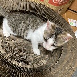 ムラマサくん里親になる