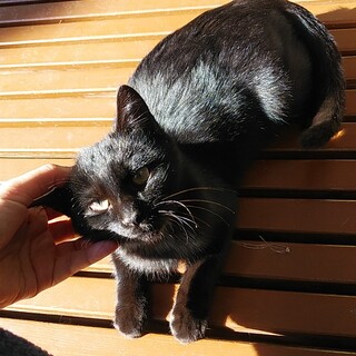 黒猫 子猫 里親募集