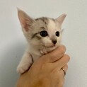 可愛いパステル白キジ君