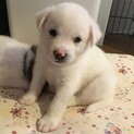 MIX子犬の男の子 緋色(ひいろ)くん