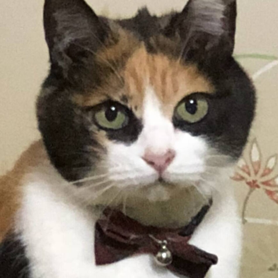 ななちゃんのカバー写真
